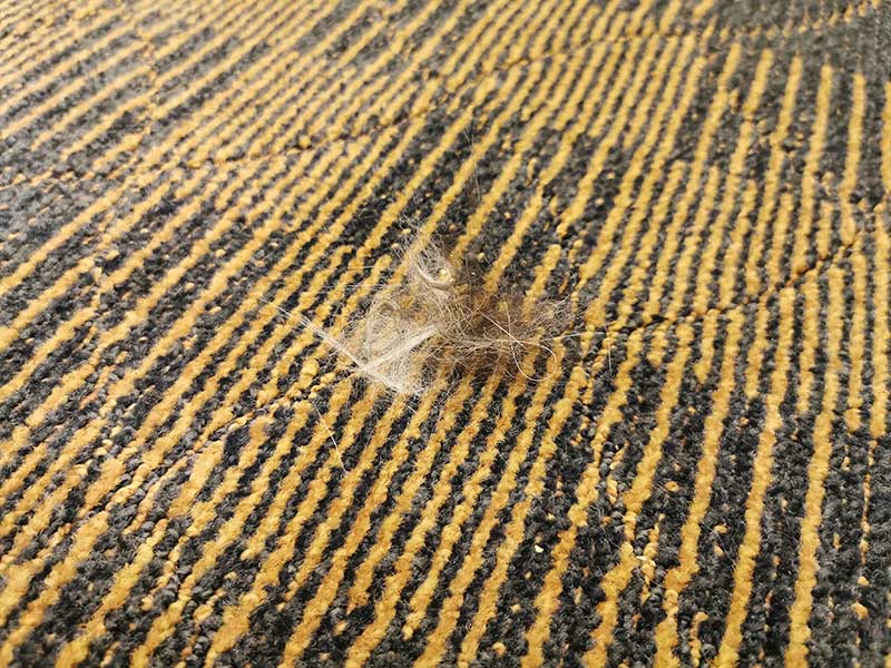 Shark IQ Robot vacuum with selfempty base review The Gadgeteer