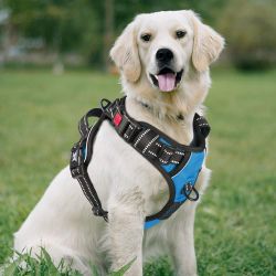 PoyPet’s harness gives dog owners peace of mind - The Gadgeteer