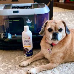 Bissell Barkbath Portable Dog Bath & Deep Cleaning System review