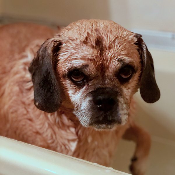 tubless dog bath