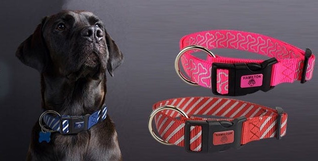 Hamiton DogCollar 1