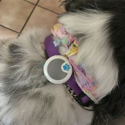 Sure Petcare Animo Dog Activity and Behavior Monitor review