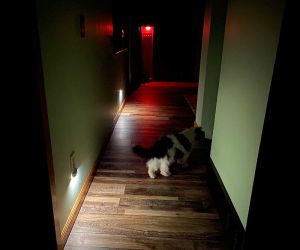 snappower connectlight 8