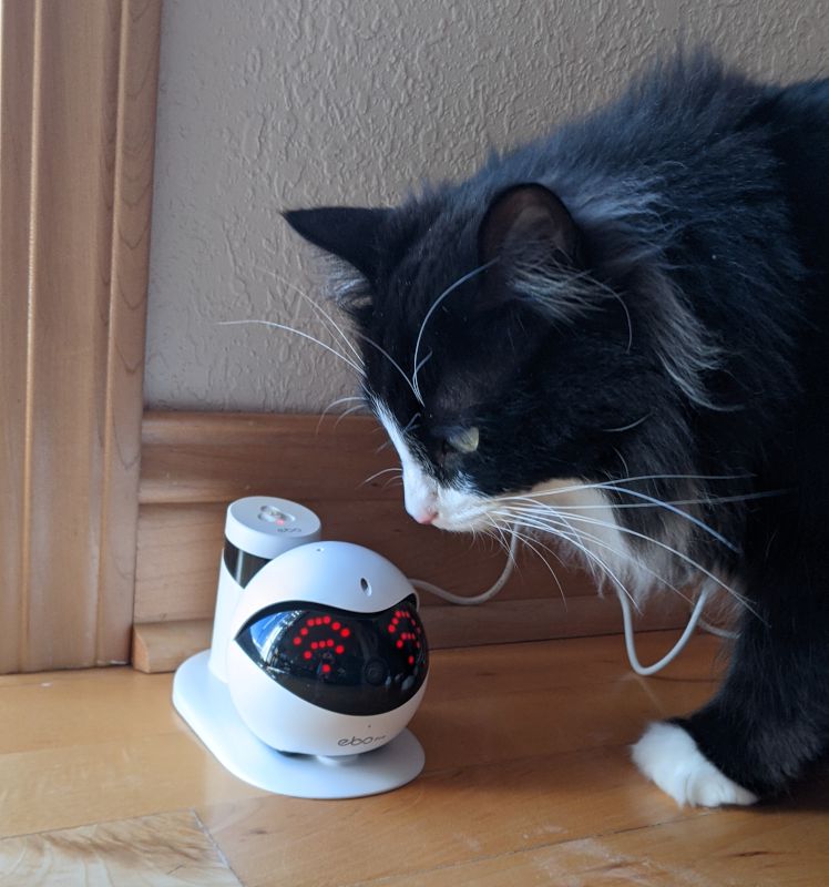 Enabot Ebo Pro Review: A Wobbly Robotic Toy for Your Cat