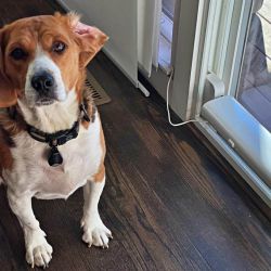 Wayzn Smart Sliding Glass Door Opener review – An automated dog door solution