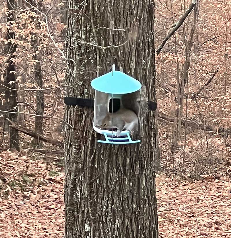 Netvue Birdfy Feeder Cam review a smart bird feeder that doubles as a