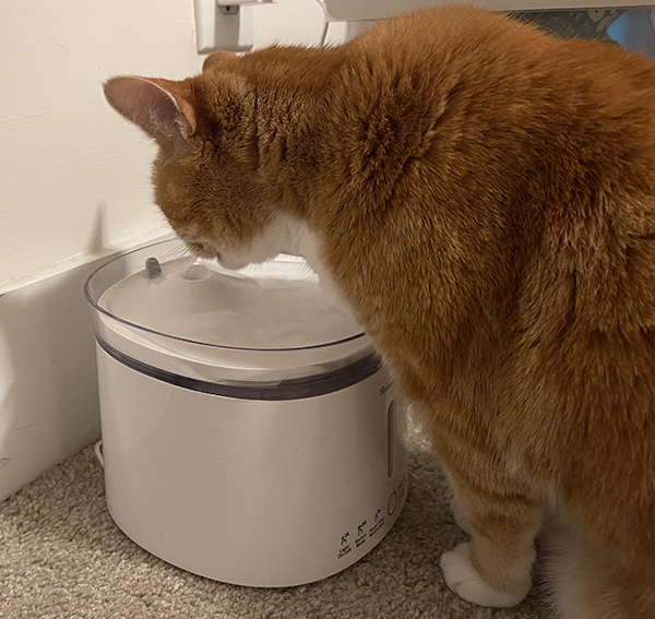 Cat bowl clearance with running water