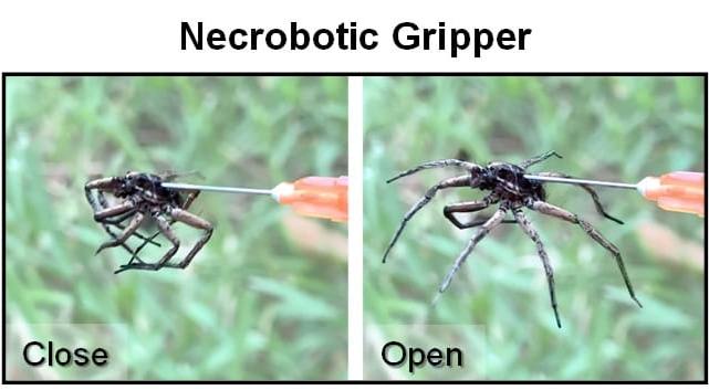 necrobotics spider