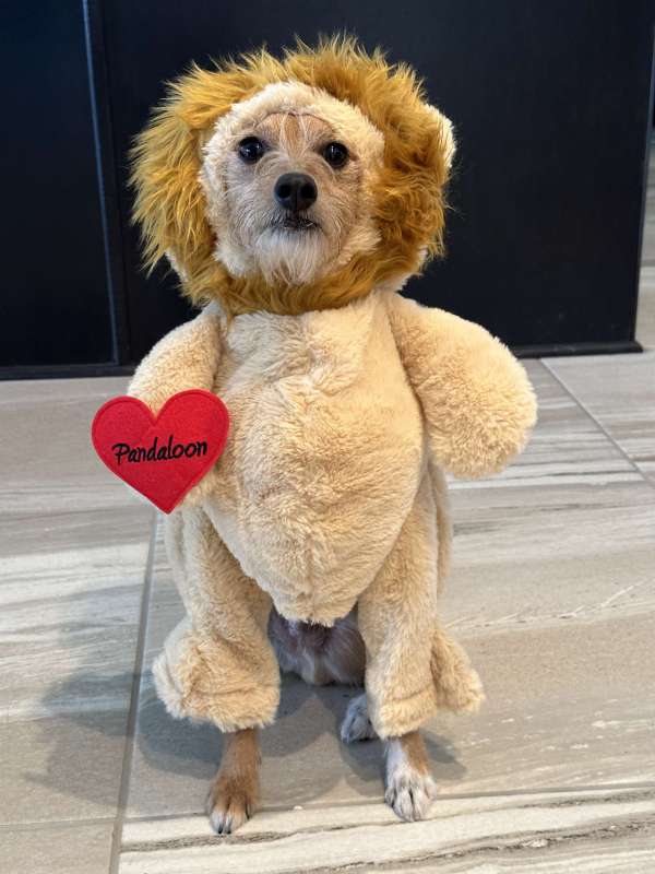 Pandaloon Walking Lion with Mane Dog and Pet Costume