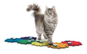 fluent pet 2