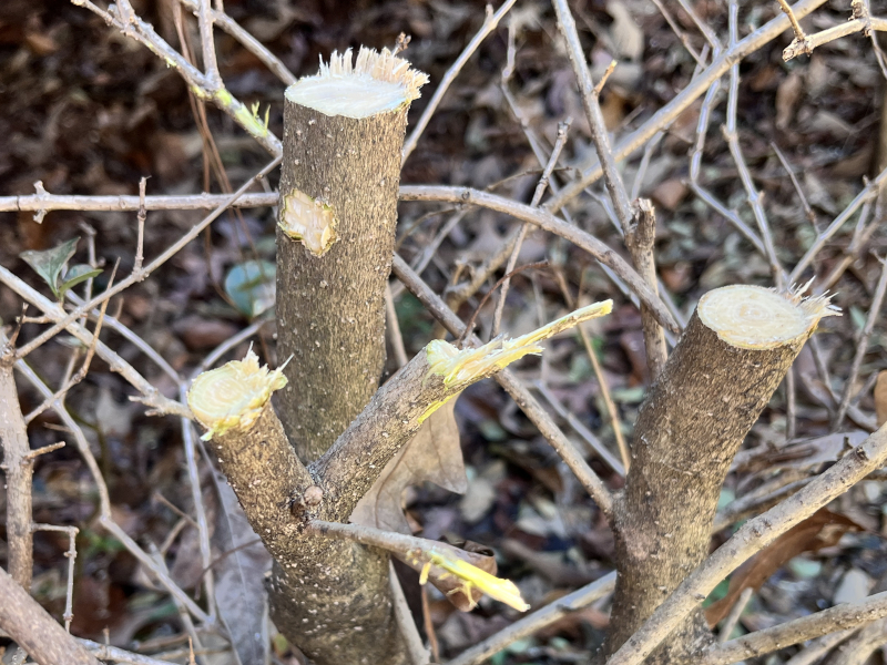 POTENCO Mini Chainsaw review - handy for trimming small branches - The  Gadgeteer