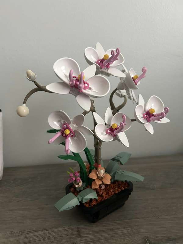 JMBricklayer Botanical Collection Butterfly Orchid review - flowers ...