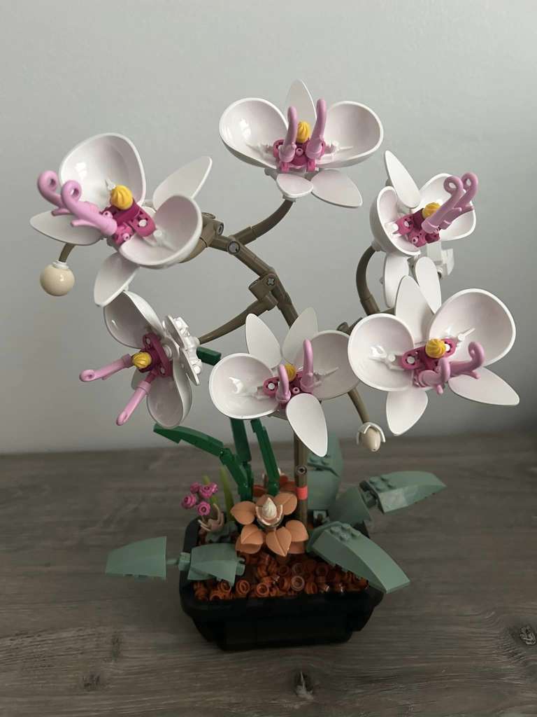 JMBricklayer Botanical Collection Butterfly Orchid review - flowers ...