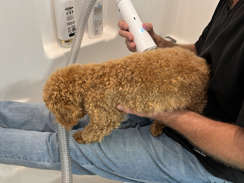 Poodle on sale grooming kit