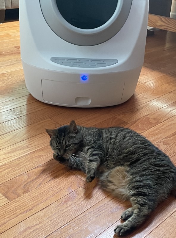 Footloose cat hotsell litter box review