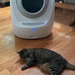 Casa Leo Leo’s Loo Too automatic cat litter box review –  Dandy at dealing with the duty of doody!