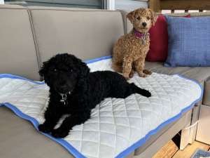 rywell dog mat 1