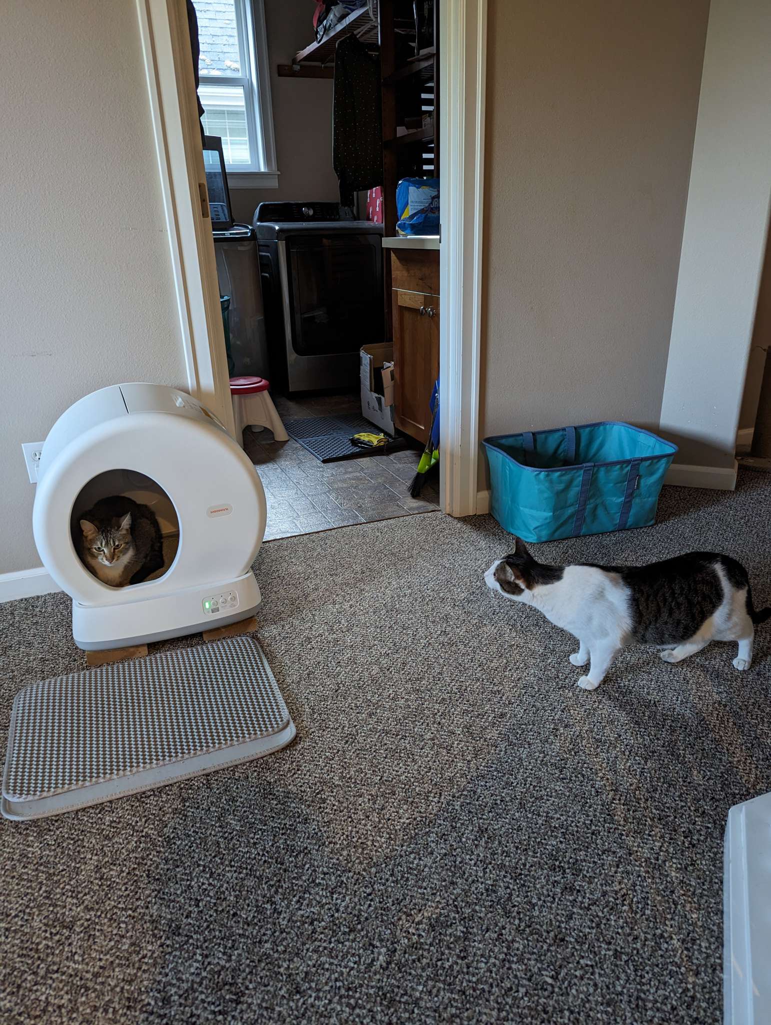 MeoWant Self Cleaning Cat Litter Box review works great if your cat