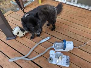 Oneisall DogTrimmerKit Rev 023736456