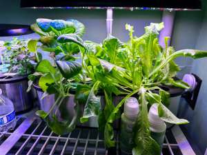 LetPot Hydroponics 44
