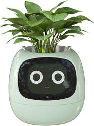 ampulla flowerpot 1