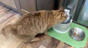 elfin water fountain 11