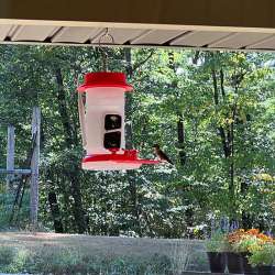 Soliom Hummingbird feeder camera review – Keep an eye on the hummingbirds that come to your feeder