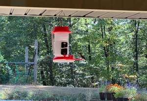 soliom hummingbird cam 14