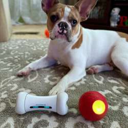 Cheerble Wicked Bone & Wicked Ball PE dog toys reviews – Fun for you and your best friend