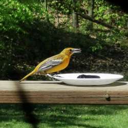 Haikubox smart bird call identifier review – It listens and tells you what birds are in your yard