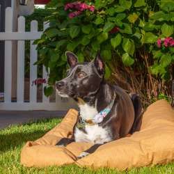 White Duck Dog Bed review – Your dog will thank you