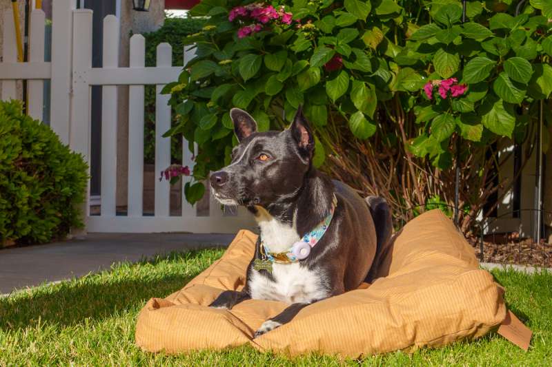 WhiteDuck DogBed 1