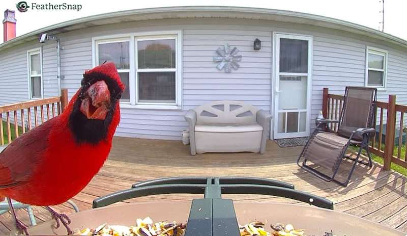 feathersnap 2