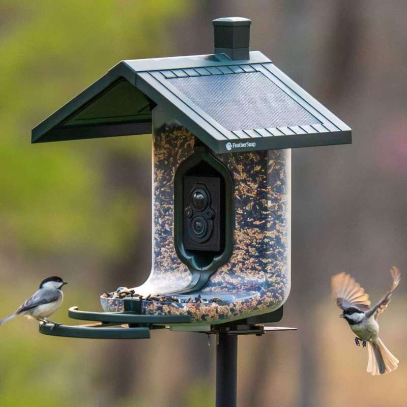 feathersnap