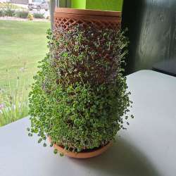 Tevaplanter planter review – A more modern chia pet!