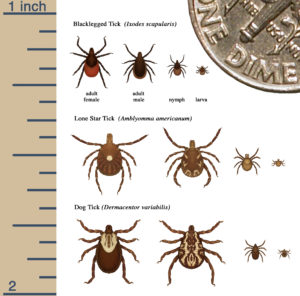 tick identify image cdc