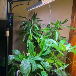 MetryGrow 48W LED Plant Grow Light review – makes sure your indoor plants get what they need