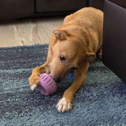 Woof Pupsicle review – Dog treats that keep them occupied while you enjoy your own treat!