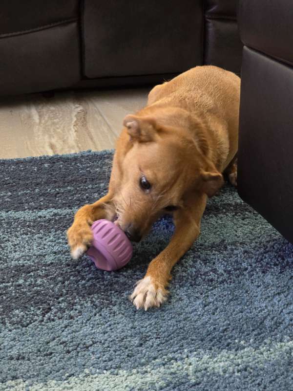 Woof Pupsicle review Dog treats that keep them occupied while you enjoy your own treat The Gadgeteer