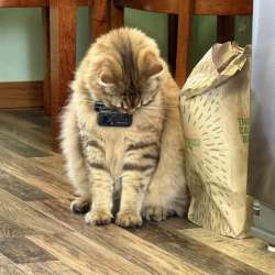 ROLA PetTracker review – GPS tracker with camera for your cat or dog