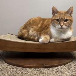Mau Torii modern wooden cat scratcher review