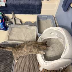 PetPivot AutoScooper 11 Litterbox review