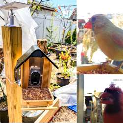 VINGUYS Smart Bird Feeder V-Feeder Bamboo review