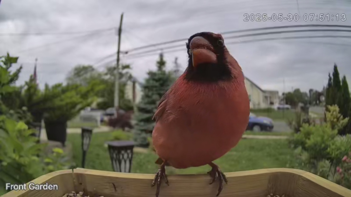 VINGUYS Smart Bird Feeder 39