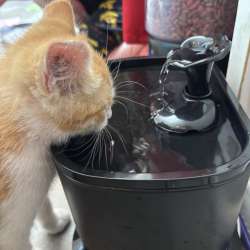 petlipo cordlesscatwaterfountain 18