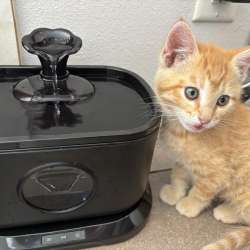 Petlipo cordless cat water fountain review