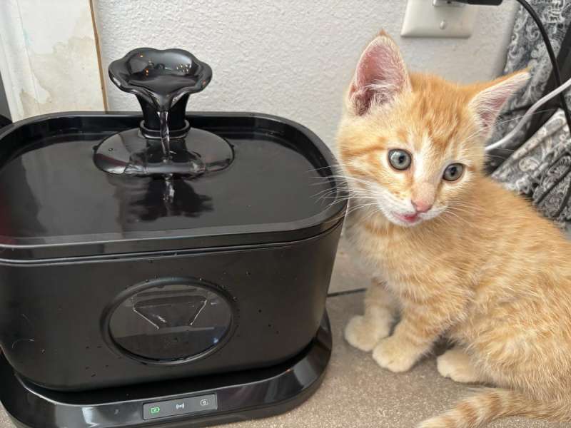 petlipo cordlesscatwaterfountain 24