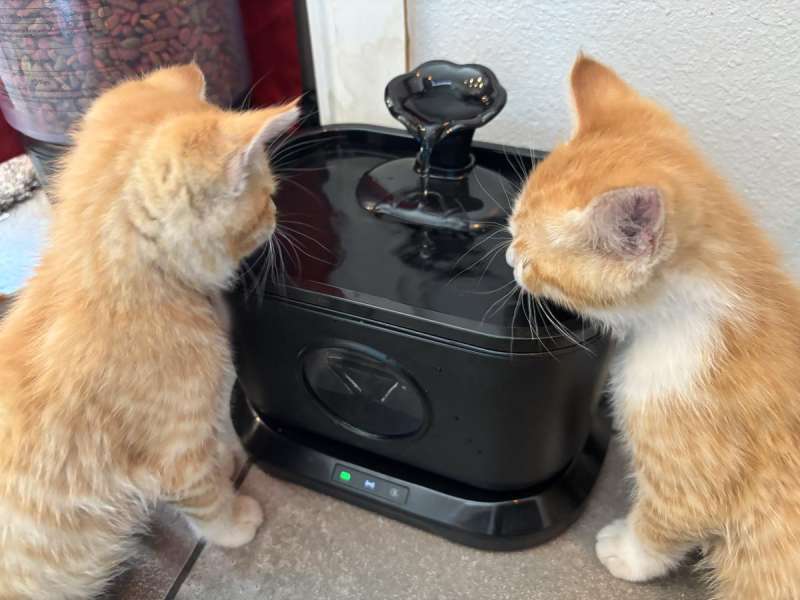 petlipo cordlesscatwaterfountain 28