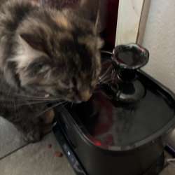 petlipo cordlesscatwaterfountain 31