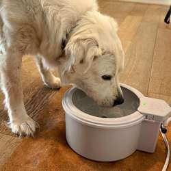 Always Full Pet Water Bowl review – A perfectly named product that delivers